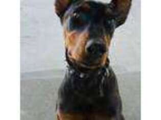 Doberman Pinscher Puppy for sale in Richland, WA, USA
