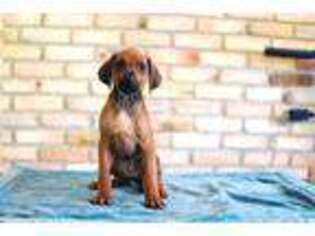 Rhodesian Ridgeback Puppy for sale in Atlanta, GA, USA