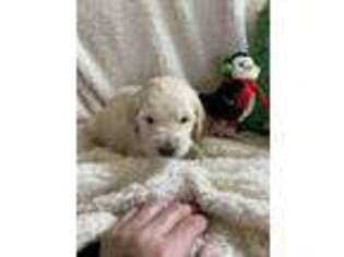 Goldendoodle Puppy for sale in Bismarck, ND, USA