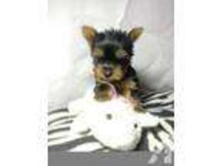 Yorkshire Terrier Puppy for sale in GLOVERSVILLE, NY, USA