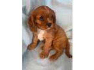 Cavalier King Charles Spaniel Puppy for sale in Sherman, TX, USA