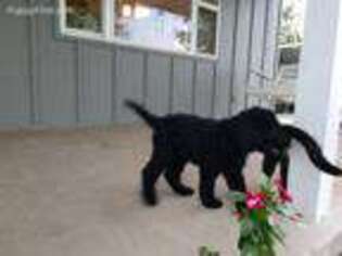 Goldendoodle Puppy for sale in Bradleyville, MO, USA