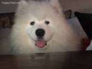 Samoyed Puppy for sale in Shelby, MI, USA