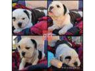 Bulldog Puppy for sale in Centerfield, UT, USA
