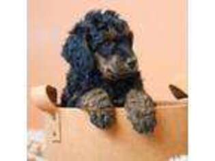 Mutt Puppy for sale in Eugene, OR, USA