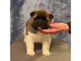 Medium Photo #1 Akita Puppy For Sale in Tipton, MI, USA