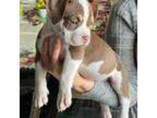 Mutt Puppy for sale in Capron, IL, USA