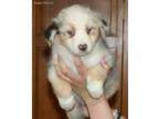 Australian Shepherd Puppy for sale in Louisburg, KS, USA