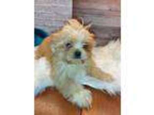 Shinese Puppy for sale in Carthage, TX, USA