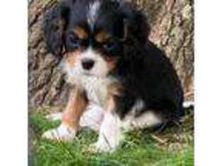 Cavalier King Charles Spaniel Puppy for sale in Aubrey, TX, USA