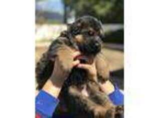 German Shepherd Dog Puppy for sale in Canoga Park, CA, USA