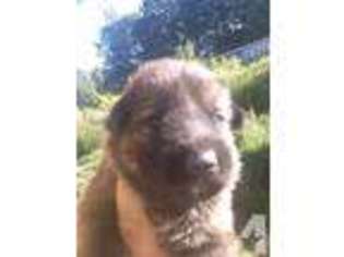 Cane Corso Puppy for sale in Martinsburg, WV, USA