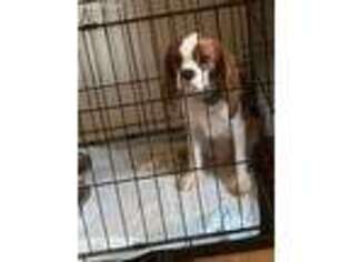 Cavalier King Charles Spaniel Puppy for sale in Brooklyn, NY, USA