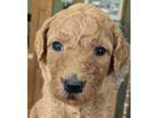 Goldendoodle Puppy for sale in Galion, OH, USA
