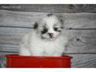 Pomeranian Puppy for sale in Revere, MO, USA