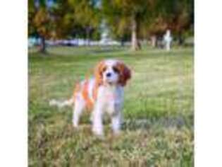 Cavalier King Charles Spaniel Puppy for sale in Republic, MO, USA