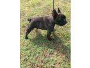 French Bulldog Puppy for sale in Andalusia, AL, USA