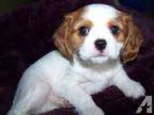 Cavalier King Charles Spaniel Puppy for sale in AULT, CO, USA