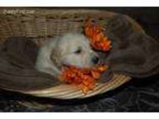 Golden Retriever Puppy for sale in Palatka, FL, USA