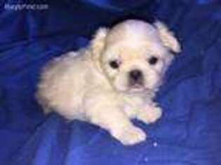Pekingese Puppy for sale in Mesquite, TX, USA