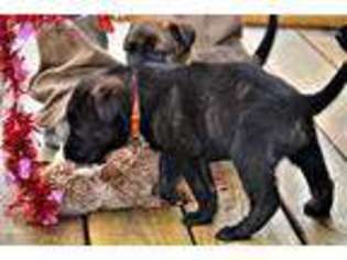 Dutch Shepherd Dog Puppy for sale in Brevard, NC, USA