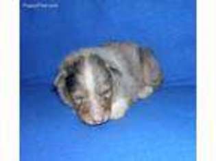 Collie Puppy for sale in Solon, ME, USA