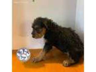 Airedale Terrier Puppy for sale in Topping, VA, USA