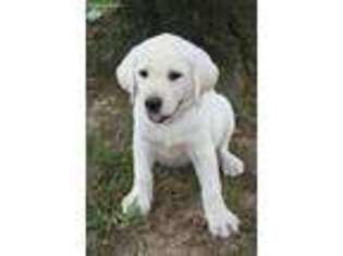 Medium Photo #1 Labrador Retriever Puppy For Sale in Nashville, TN, USA