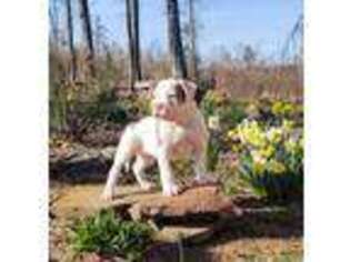 Alapaha Blue Blood Bulldog Puppy for sale in Millport, AL, USA