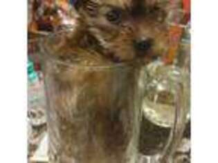 Yorkshire Terrier Puppy for sale in Burlington, MA, USA