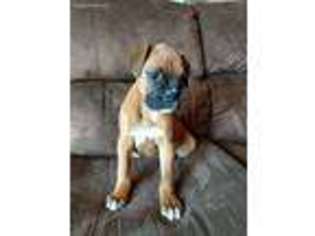 Boxer Puppy for sale in Atkinson, NE, USA