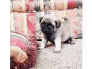Pug Puppy for sale in Ripley, OK, USA