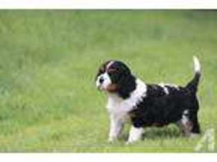 Cavalier King Charles Spaniel Puppy for sale in VANCOUVER, WA, USA