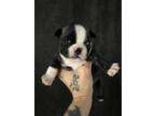 Boston Terrier Puppy for sale in Provo, UT, USA