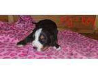 Bernese Mountain Dog Puppy for sale in Wheatland, WY, USA
