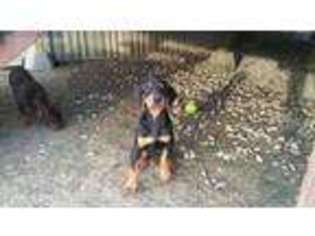 Doberman Pinscher Puppy for sale in Princeton, TX, USA