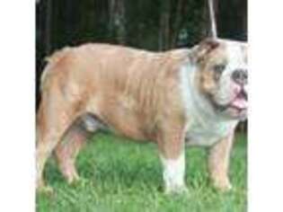 Valley Bulldog Puppy for sale in Garland, NC, USA