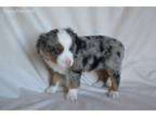 Miniature Australian Shepherd Puppy for sale in Onaga, KS, USA