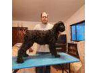 Black Russian Terrier Puppy for sale in Priest River, ID, USA