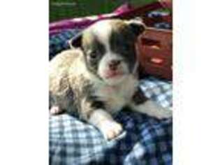 Chihuahua Puppy for sale in Mulberry, FL, USA