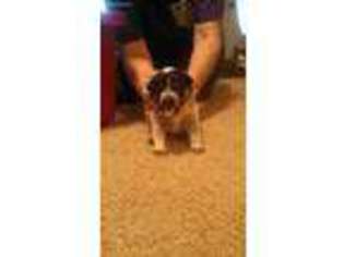 Australian Cattle Dog Puppy for sale in Munford, TN, USA