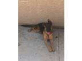 German Shepherd Dog Puppy for sale in Glendale, AZ, USA