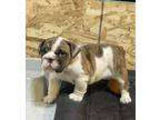 Bulldog Puppy for sale in La Junta, CO, USA