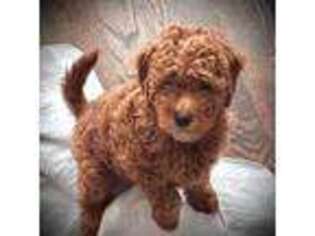 Goldendoodle Puppy for sale in Gibsonville, NC, USA