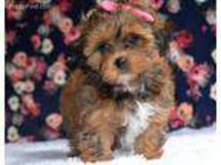 Shih-Poo Puppy for sale in Beach City, OH, USA