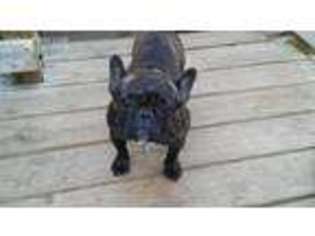 French Bulldog Puppy for sale in Byron, GA, USA