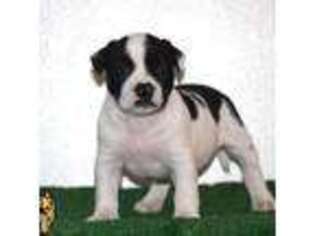 Mutt Puppy for sale in Waterbury, CT, USA