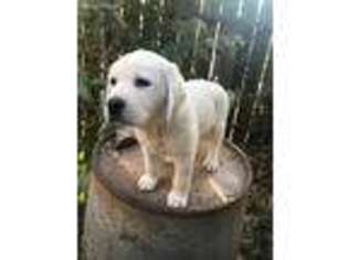 Labrador Retriever Puppy for sale in Live Oak, CA, USA
