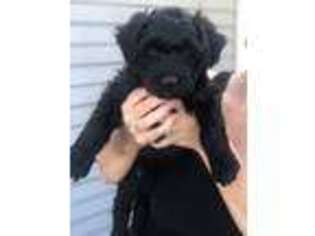 Soft Coated Wheaten Terrier Puppy for sale in Saline, MI, USA