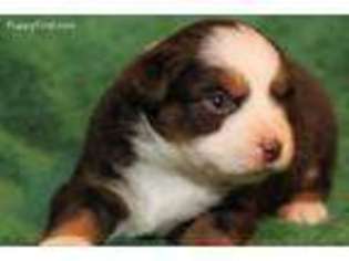Miniature Australian Shepherd Puppy for sale in Beaumont, TX, USA